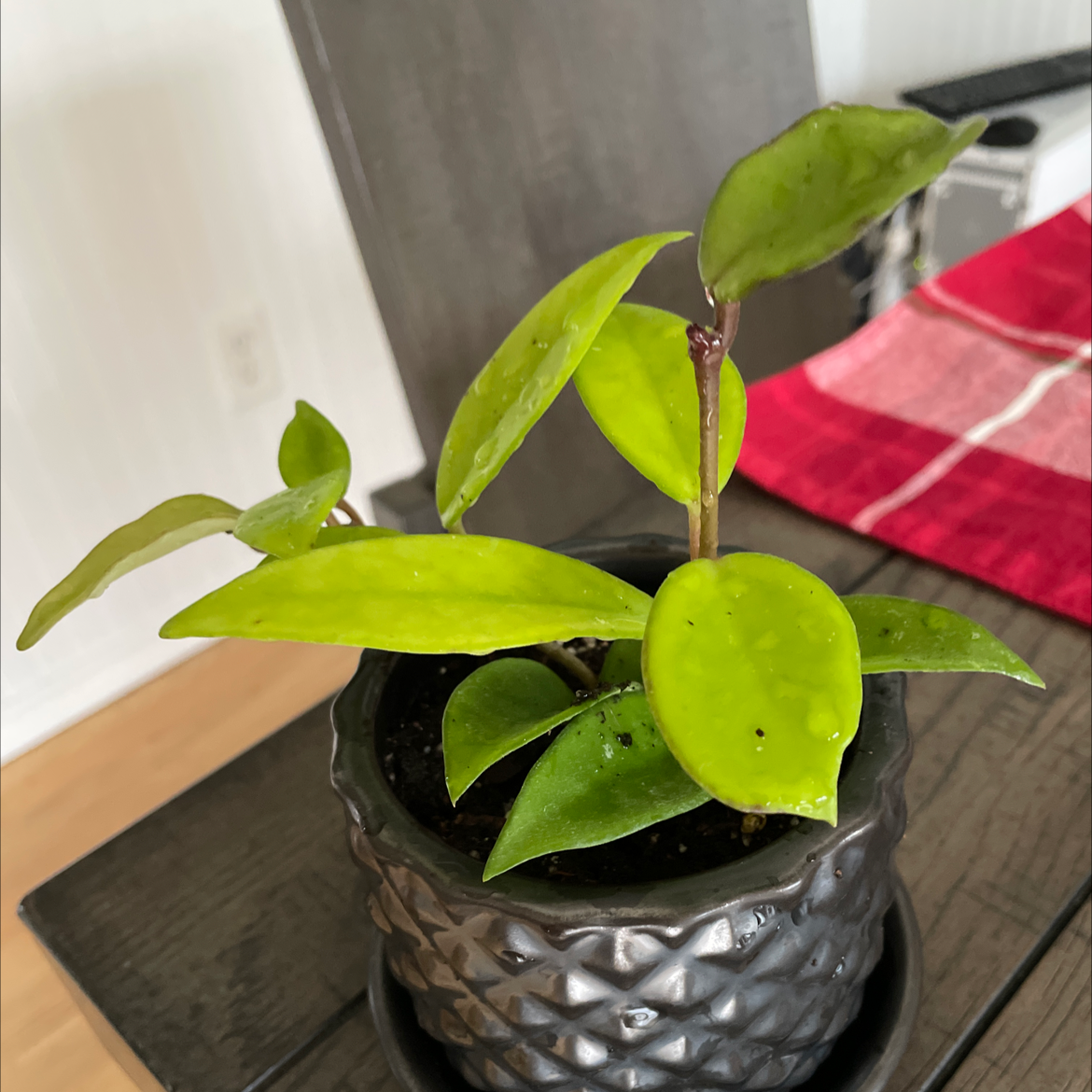 Healthy potted waxplant with glossy green leaves in a silver container on a wooden surface.