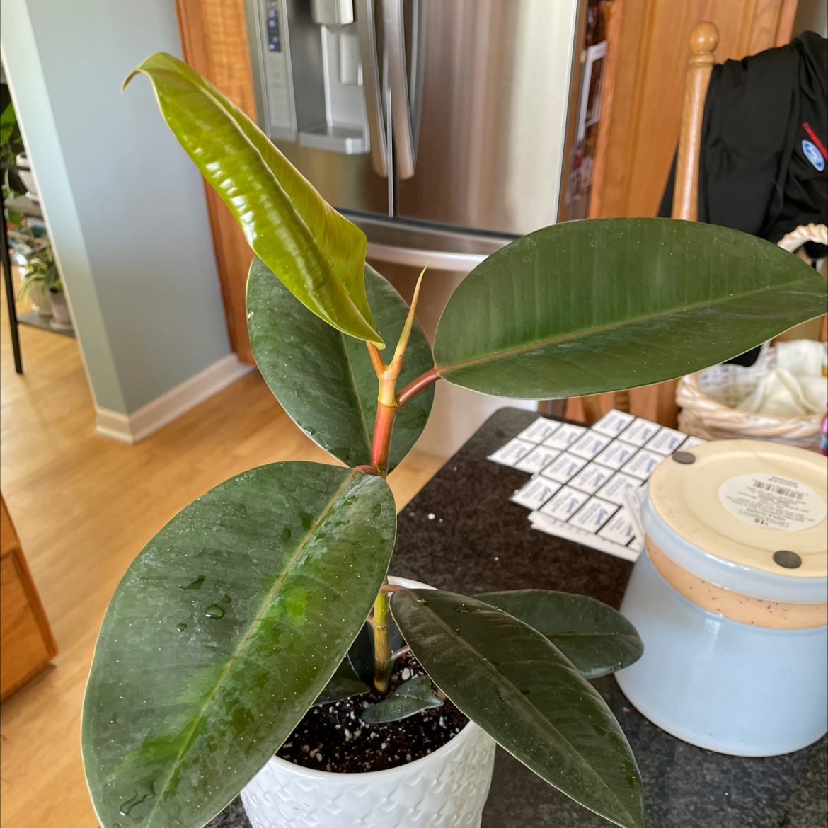 Photo of the plant species Rubber Plant 'Melany' by @theplanty_paige named Mel on Greg, the plant care app