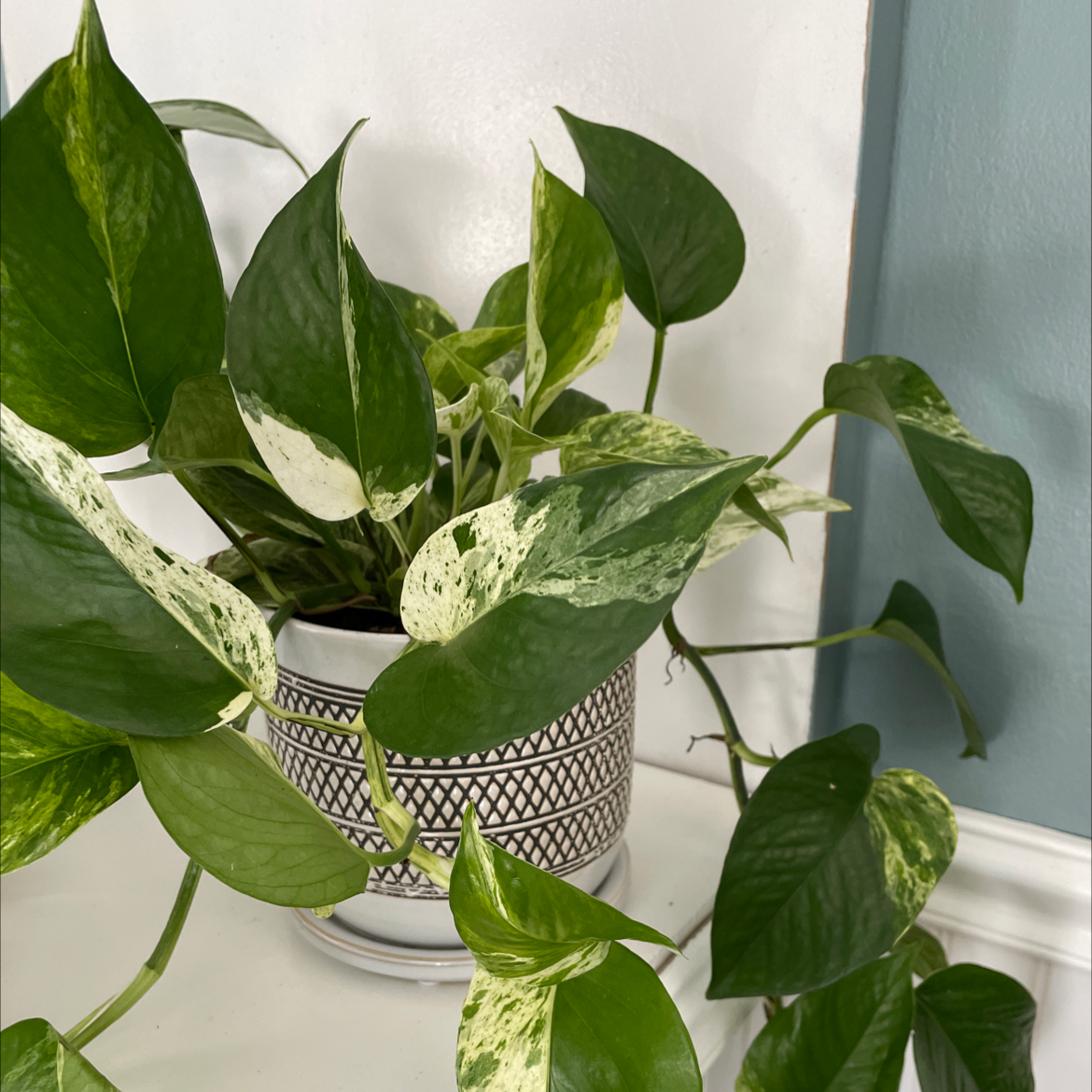 Marble Queen Pothos plant in a decorative pot with healthy green and variegated leaves.