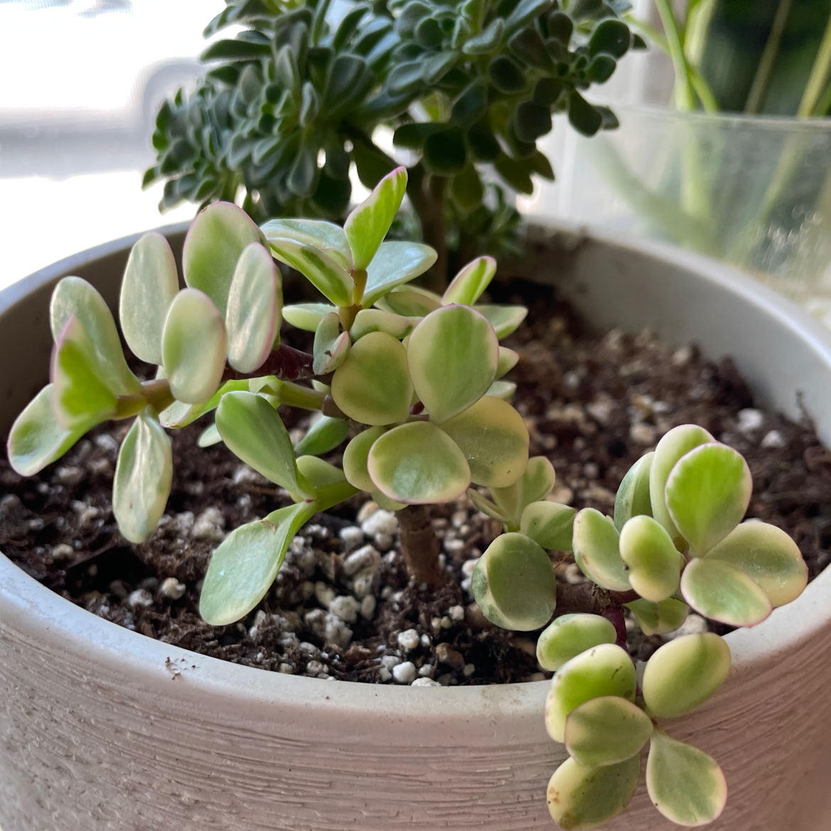 🐘 Light Requirements For Your Elephant Bush