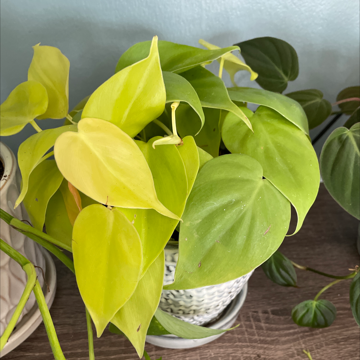 Philodendron Lemon Lime plant with vibrant yellow and green leaves in a pot on a wooden surface.