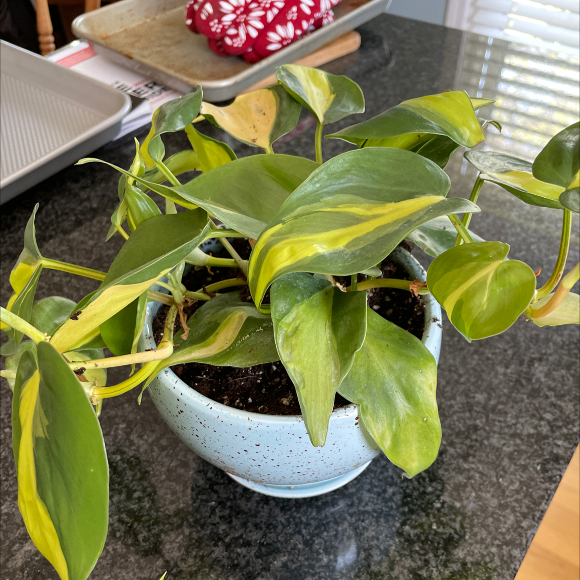 Philodendron Brasil plant in a pot with vibrant green and yellow variegated leaves.
