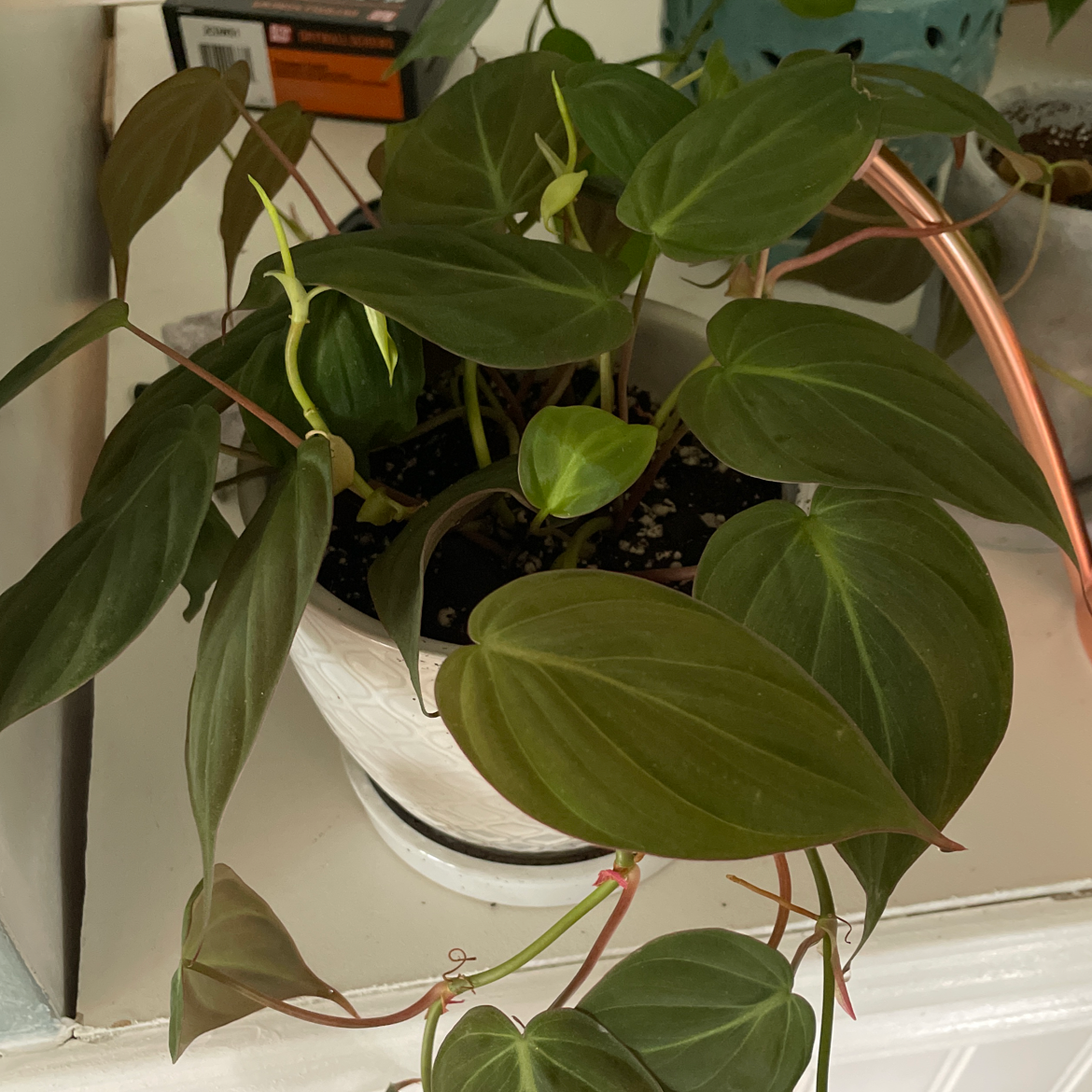 Philodendron Micans plant in a white pot with mostly healthy green leaves.