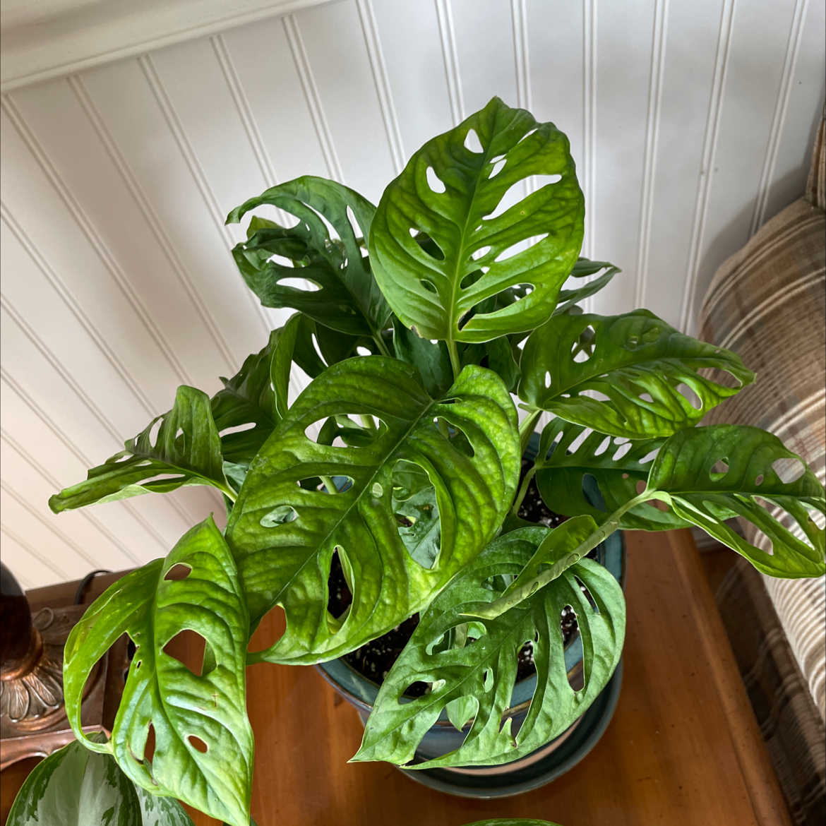 Swiss Cheese Vine (Monstera adansonii) with perforated green leaves in a pot.