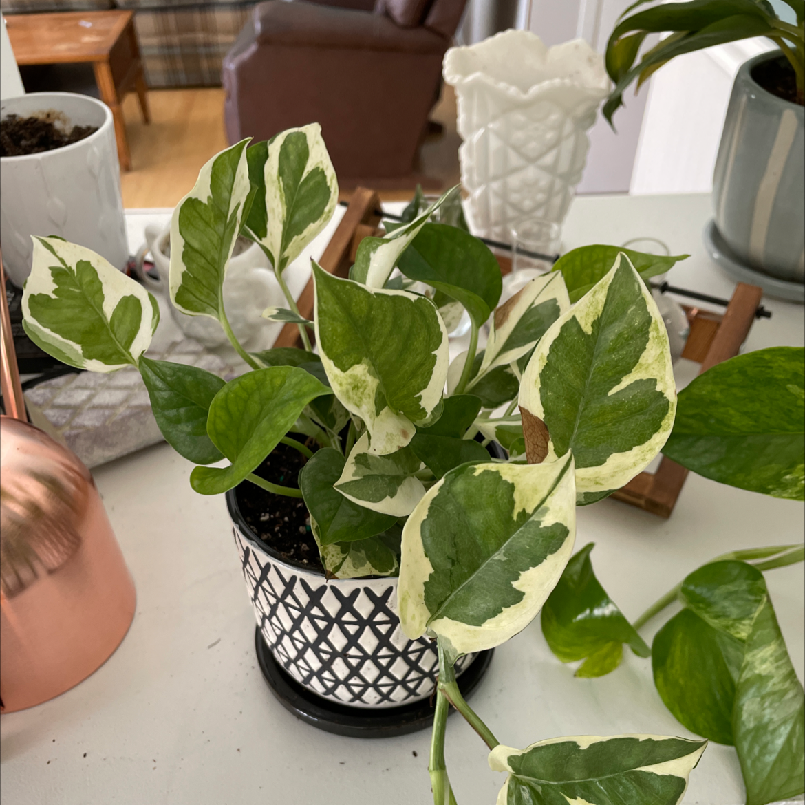 Pothos N' Joy plant with variegated green and white leaves in a pot on a table.