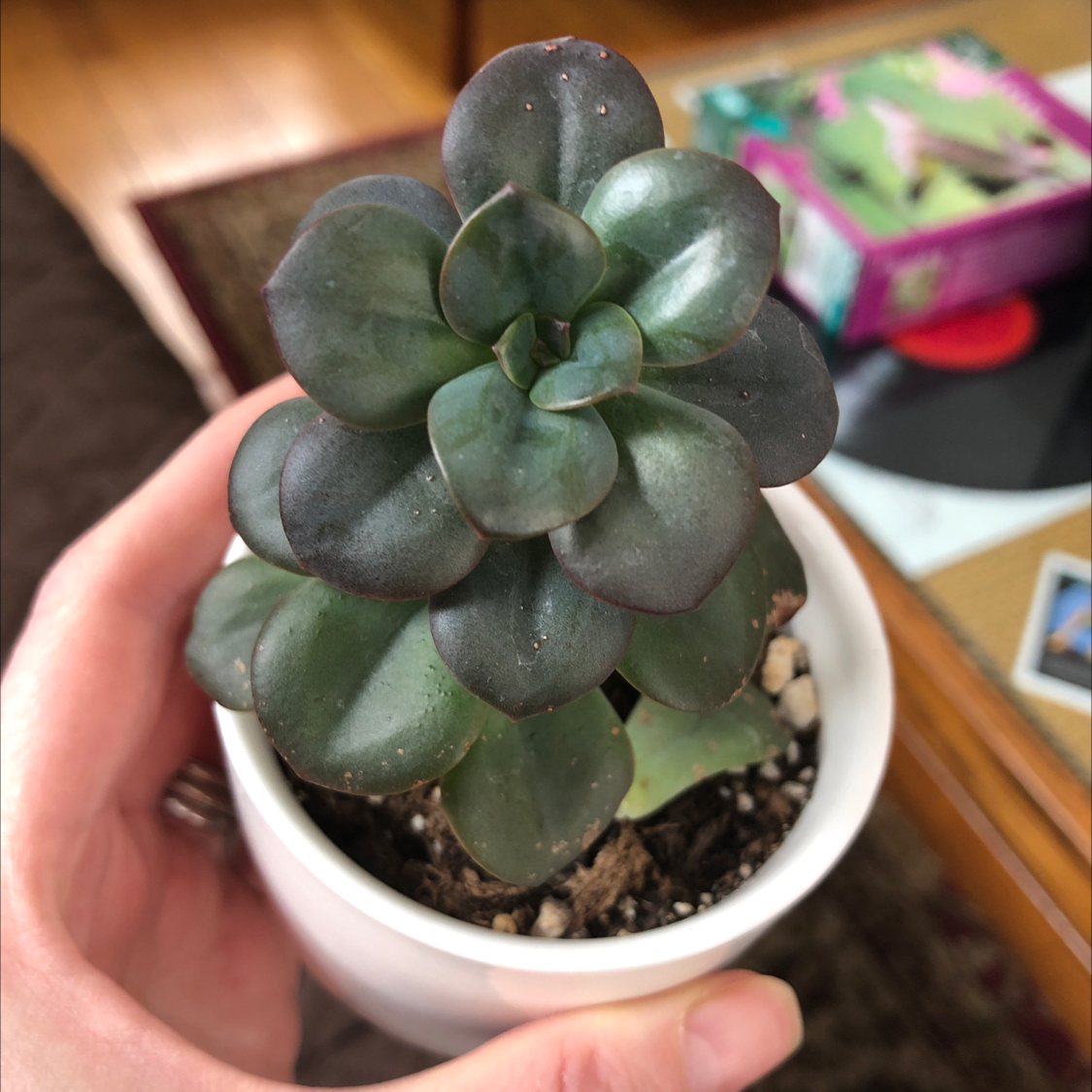 Echeveria 'Chroma' succulent in a white pot, held by a hand.