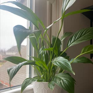 Peace Lily plant photo by @ProLentil named lola on Greg, the plant care app.