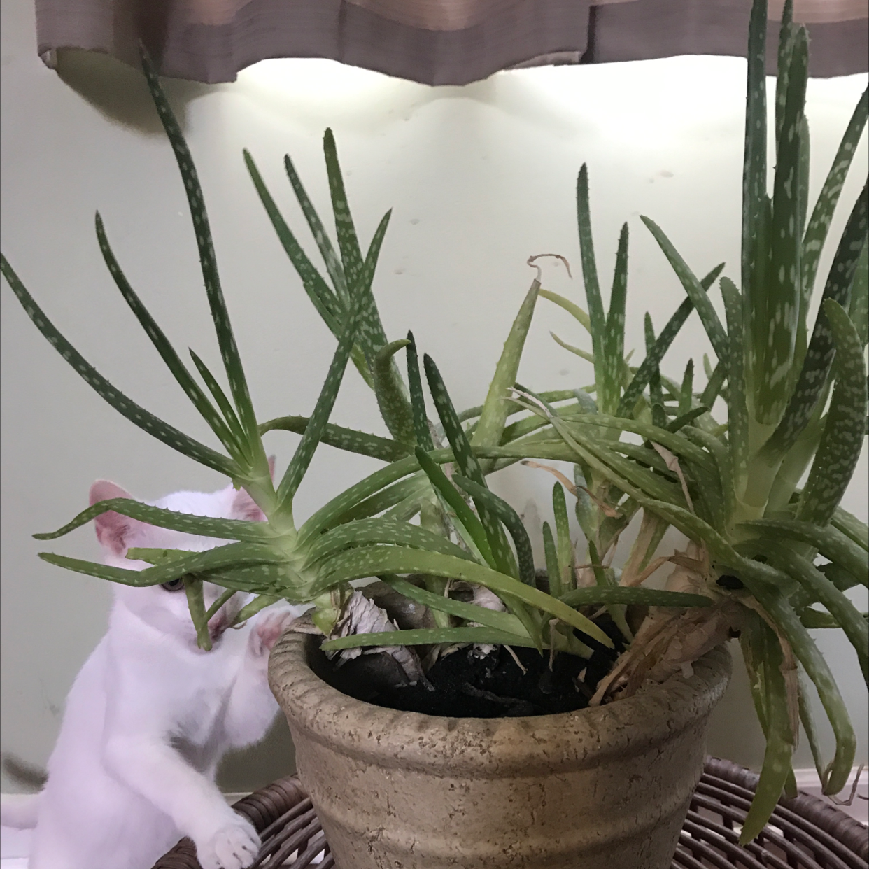 Aloe vera plant photo by @Beanzcanhazplantz named Lumière on Greg, the plant care app.