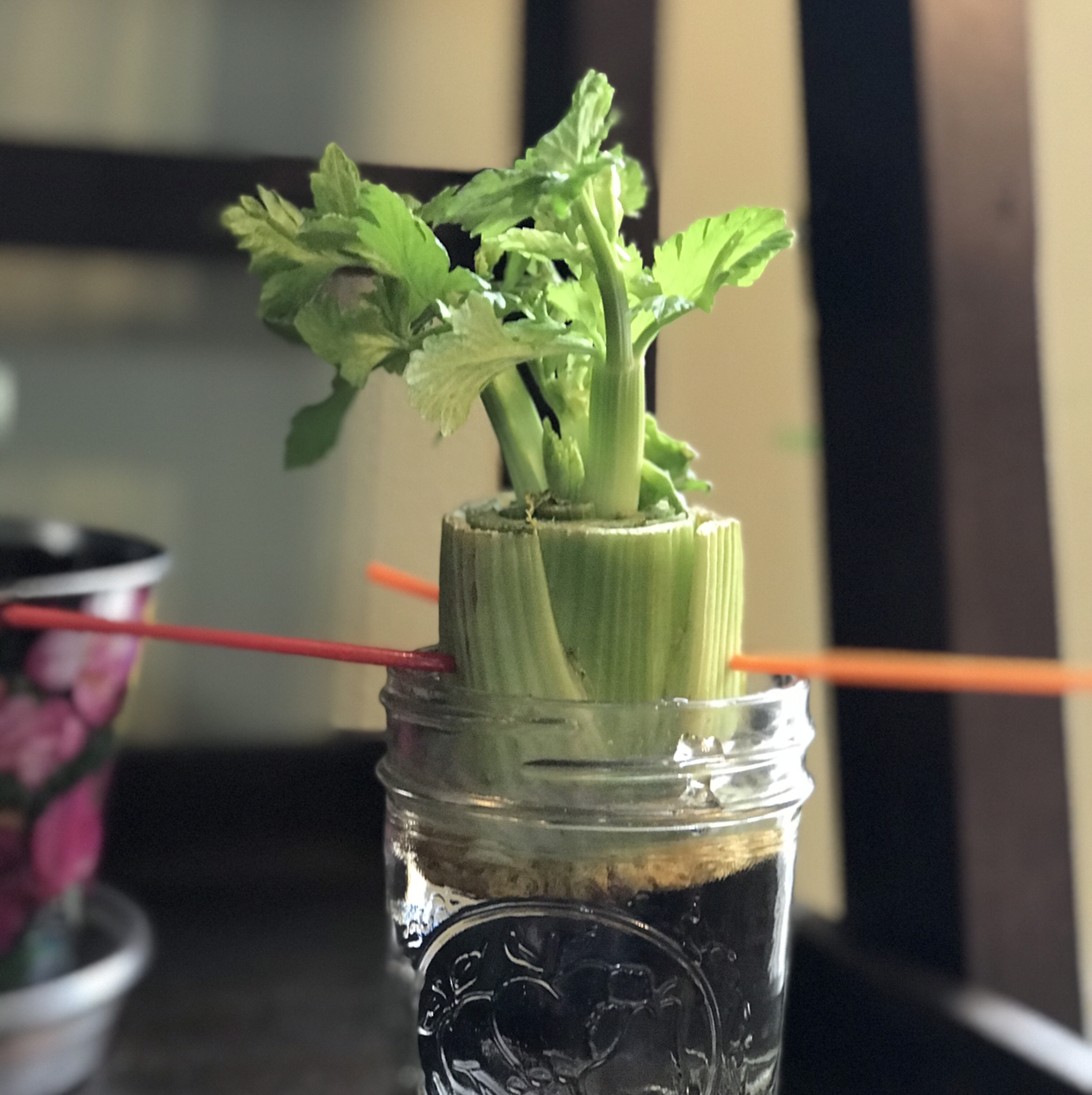 Leaf Celery plant photo by @Beanzcanhazplantz named Ferb Fletcher on Greg, the plant care app.