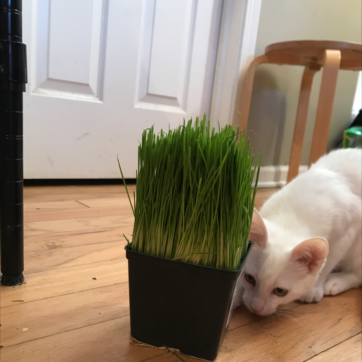 Wheatgrass plant photo by @Beanzcanhazplantz named Willow on Greg, the plant care app.