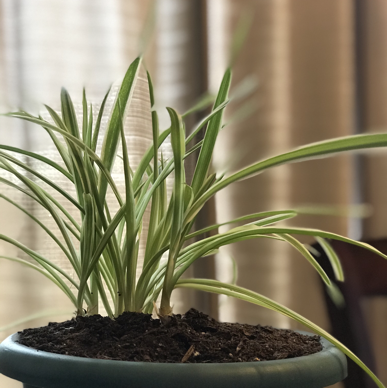 Spider Plant plant photo by @Beanzcanhazplantz named Nicholas Hammond on Greg, the plant care app.