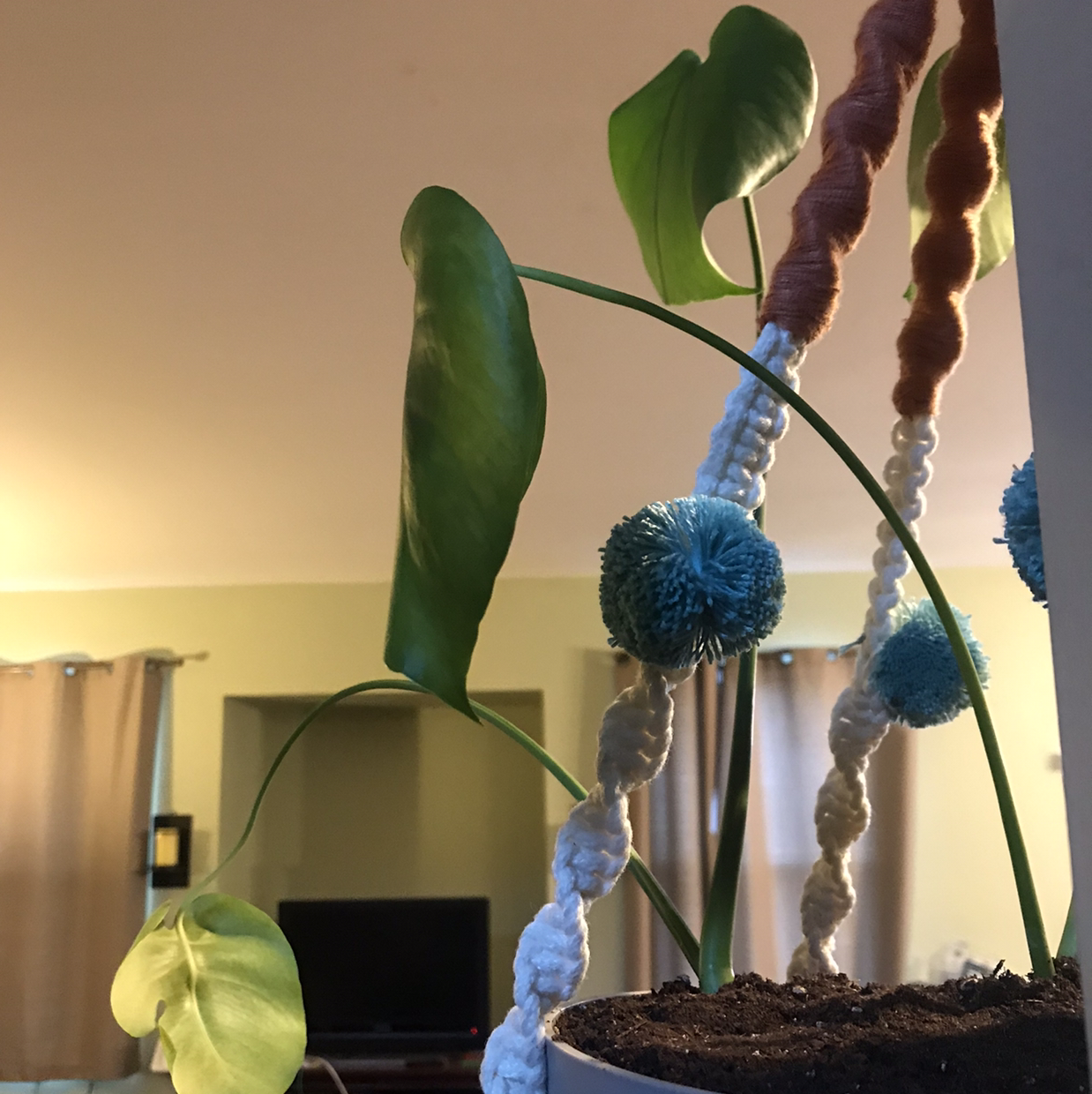 Monstera plant photo by @Beanzcanhazplantz named Mother on Greg, the plant care app.