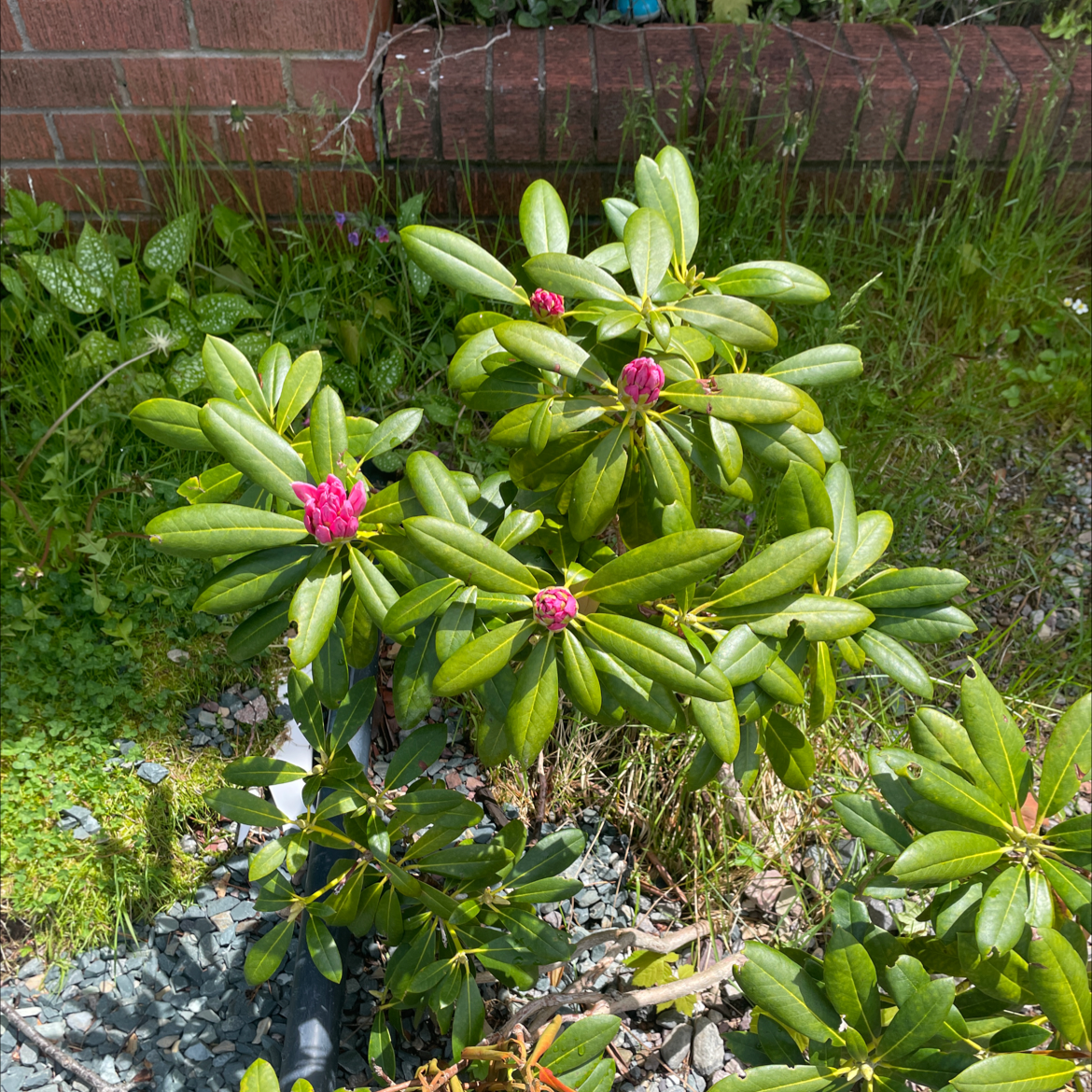 Alpenrose plant with green leaves and pink flowers in a garden setting.