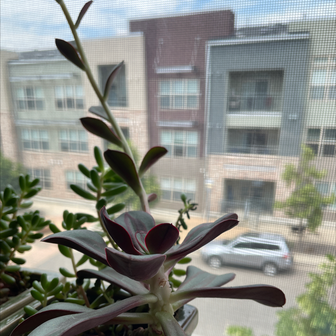 Painted Echeveria plant near a window with a cityscape background.