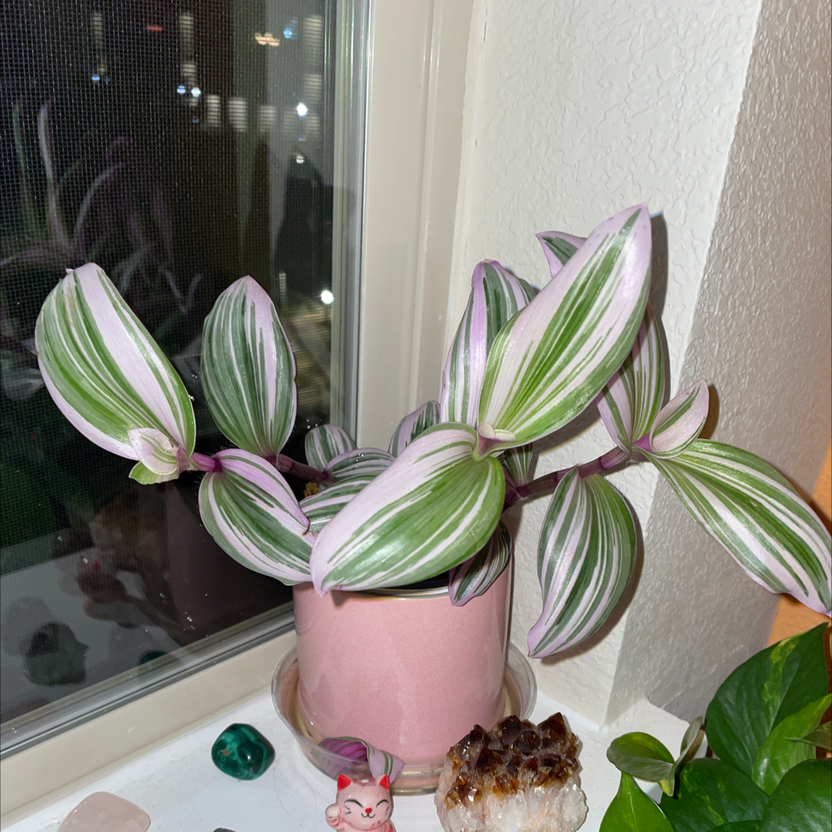 Photo of the plant species Pink Stripe Spiderwort by @Tatenewman14 named Meryn on Greg, the plant care app