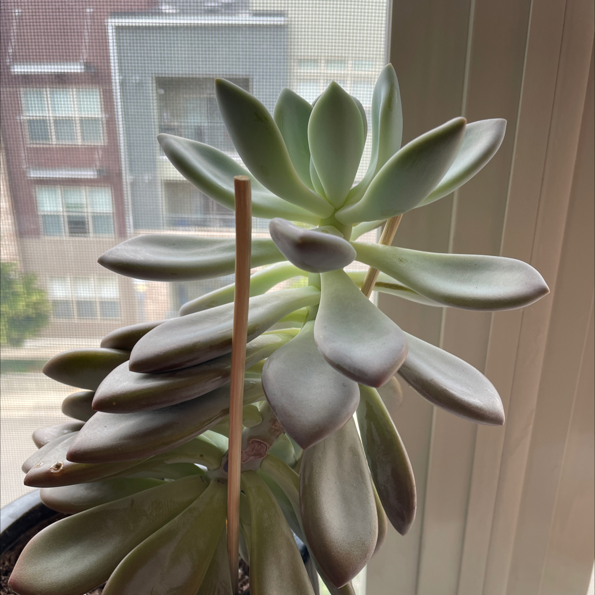 Ghost Plant plant photo by @Tatenewman14 named Cyan Kimagure on Greg, the plant care app.