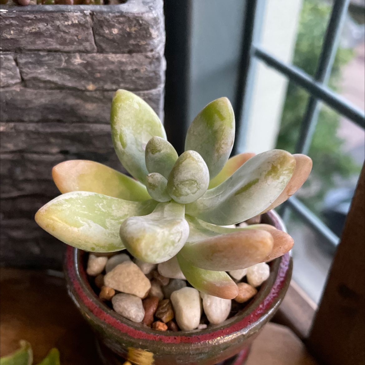 Graptosedum 'Blue Giant' succulent in a small pot with pebbles, showing some browning at the leaf tips.