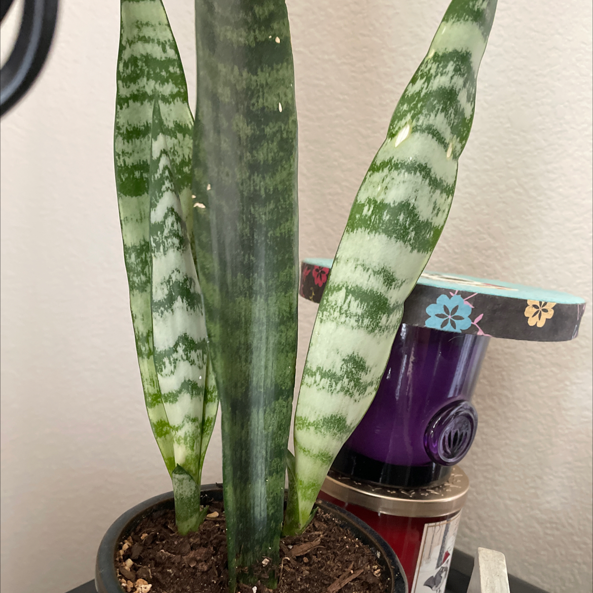 Snake Plant plant photo by @Tatenewman14 named The Orphan on Greg, the plant care app.