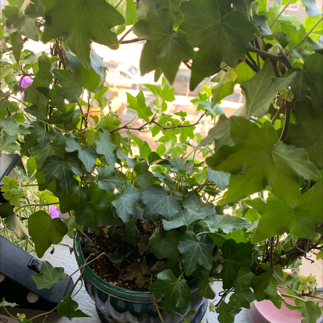 English Ivy plant photo by @Tatenewman14 named Kimberley on Greg, the plant care app.