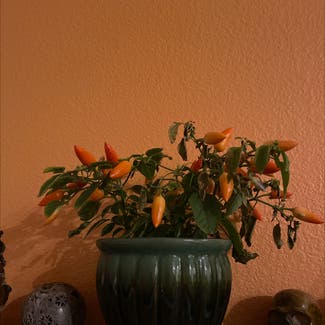 Ornamental Pepper plant in Denver, Colorado