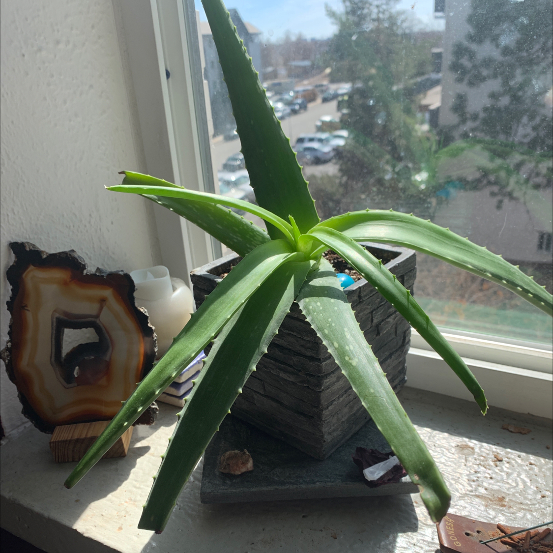 Aloe vera plant photo by @Tatenewman14 named Aloe You Vera Much on Greg, the plant care app.
