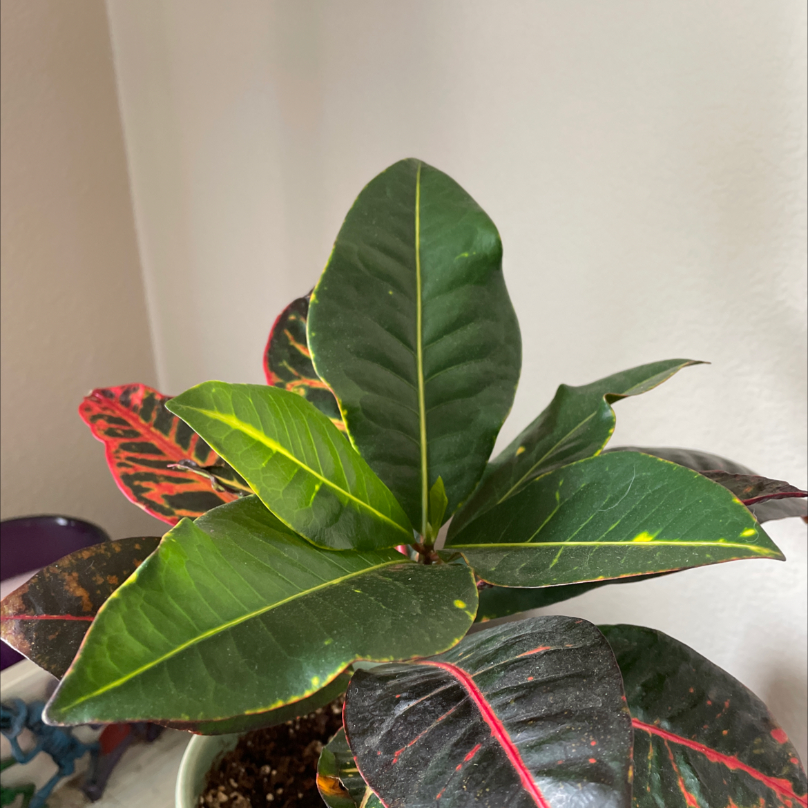 Croton 'Petra' plant photo by @Tatenewman14 named Raimi on Greg, the plant care app.