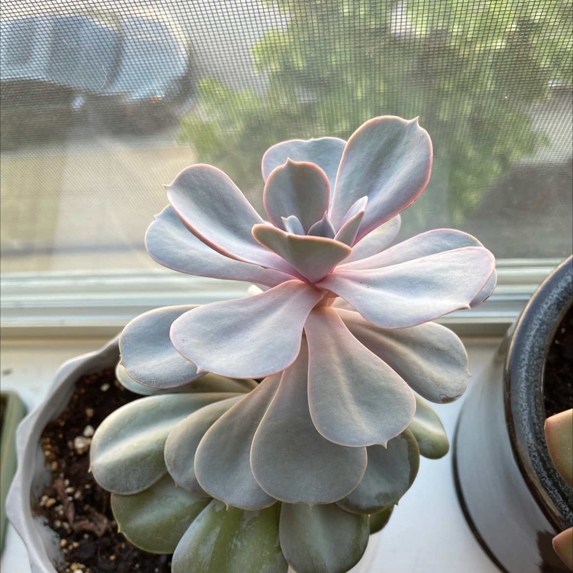 Photo of the plant species Echeveria 'Morning Beauty' by @Tatenewman14 named Tami on Greg, the plant care app