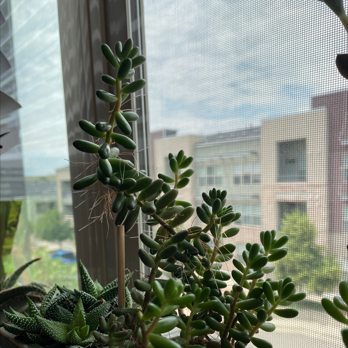 Jelly Bean Plant plant photo by @Tatenewman14 named Lt. Dan on Greg, the plant care app.