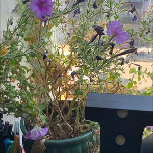 Seaside Petunia plant photo by @Tatenewman14 named Survivor on Greg, the plant care app.