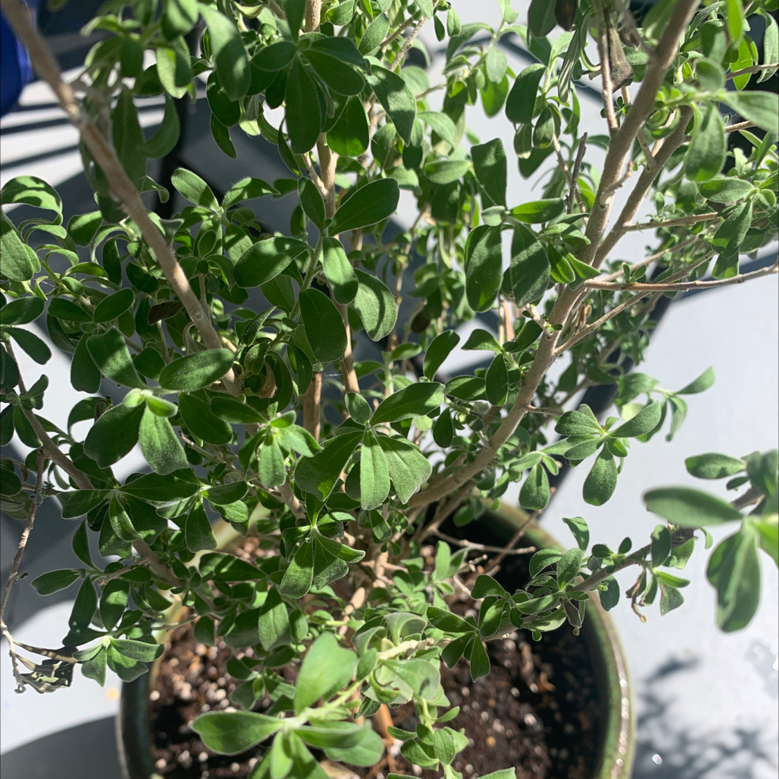 Texas Barometer Bush plant photo by @Tatenewman14 named Pervy Sage on Greg, the plant care app.