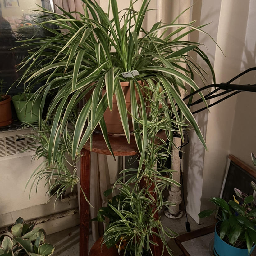 Spider Plant plant photo by Marilyn named Roslyn on Greg, the plant care app.