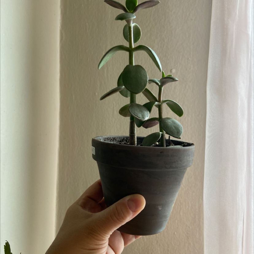 Lucky Plant plant photo by Marilyn named Flora on Greg, the plant care app.