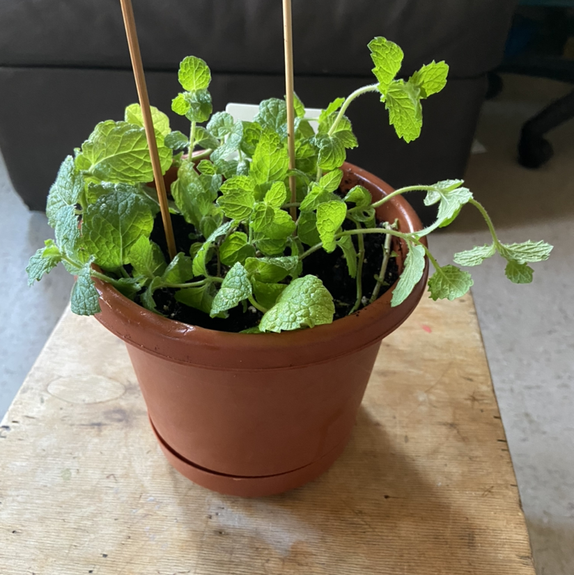 Lemon Balm plant in a terracotta pot with vibrant green leaves.