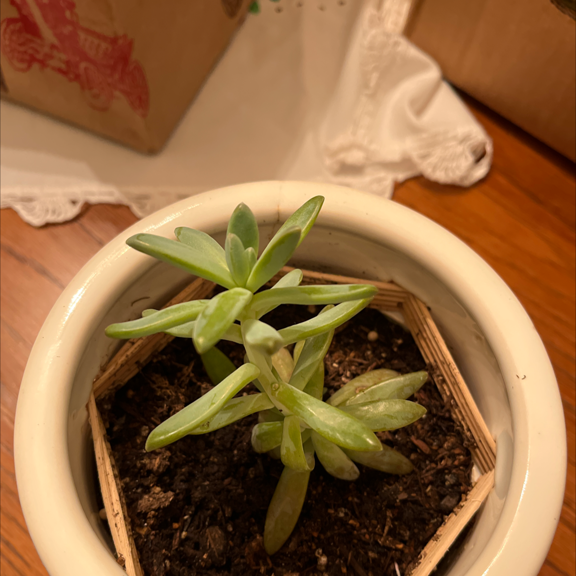 Potted Hottentot Fig plant with green leaves in a white pot on a wooden surface.