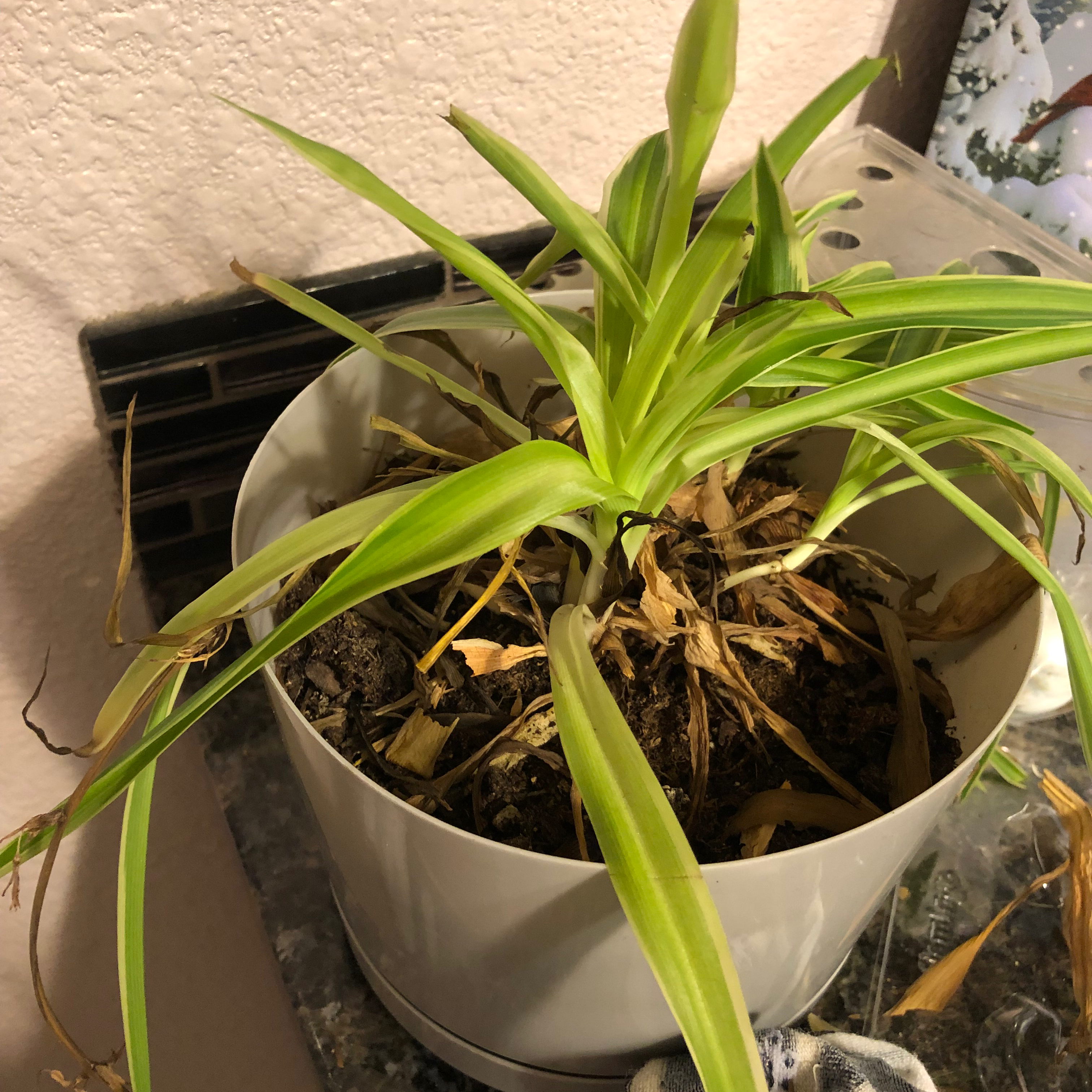Spider Plant plant photo by @RDPRDY named Charlotte on Greg, the plant care app.