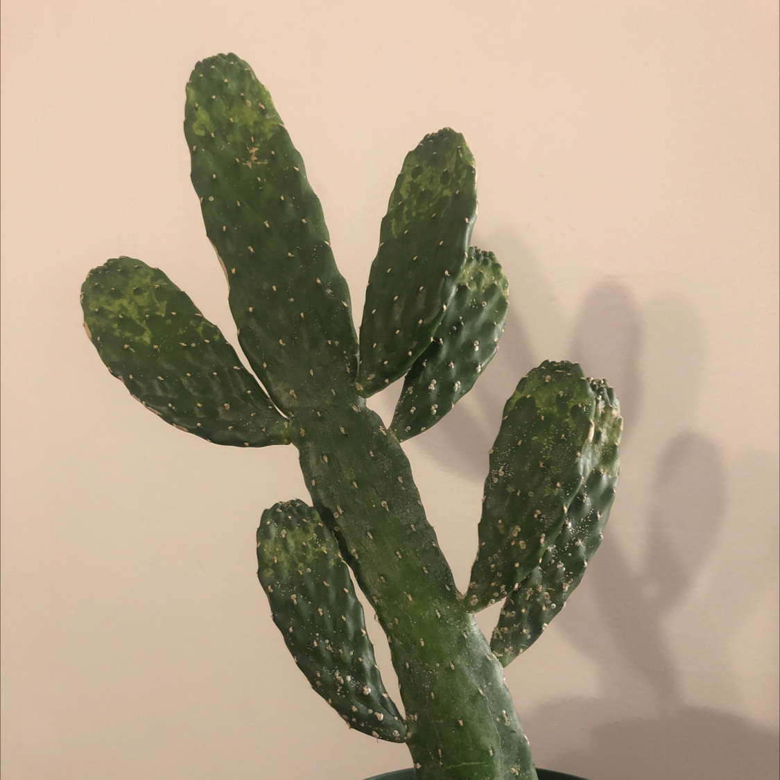 Woolyjoint Prickly Pear cactus with multiple green pads, no visible discoloration.