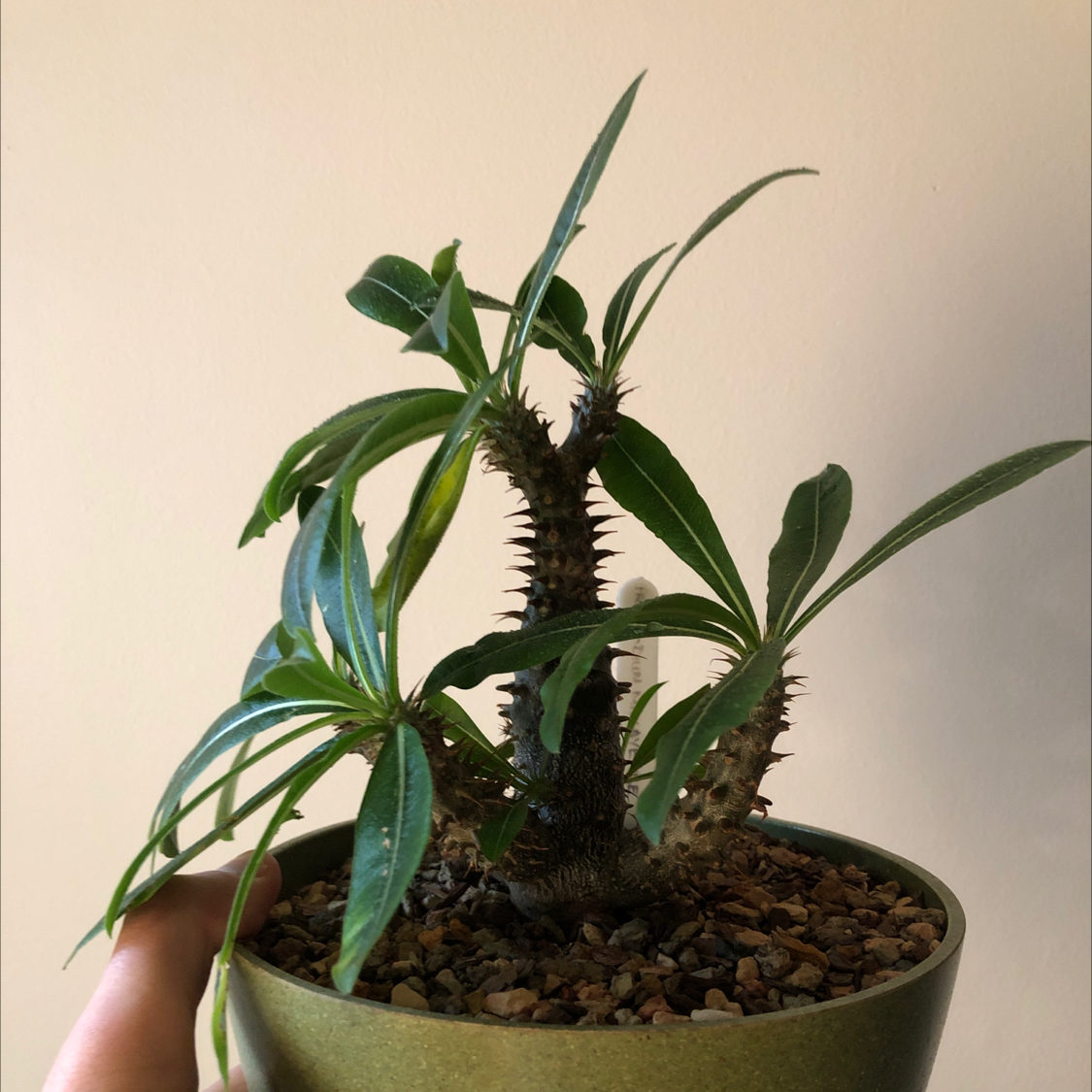 Photo of the plant species Lavaranos by @dataareplural named Pachypodium Makayense on Greg, the plant care app