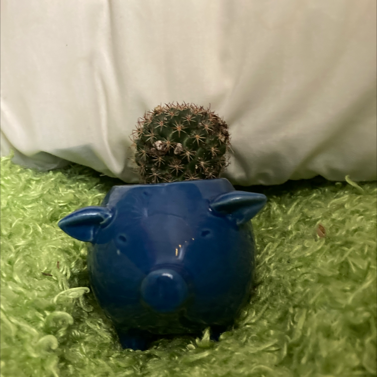 Little Nipple Cactus plant photo by @Uniqueplantlove named Mighty mouse on Greg, the plant care app.