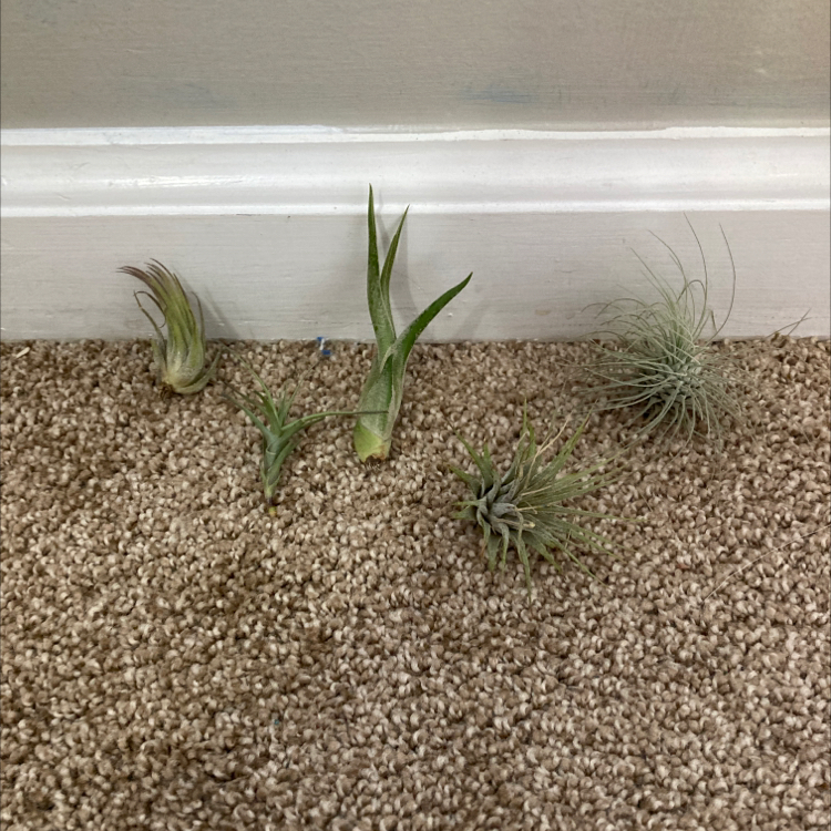 Giant Airplant plant photo by @Uniqueplantlove named Air plant gang on Greg, the plant care app.