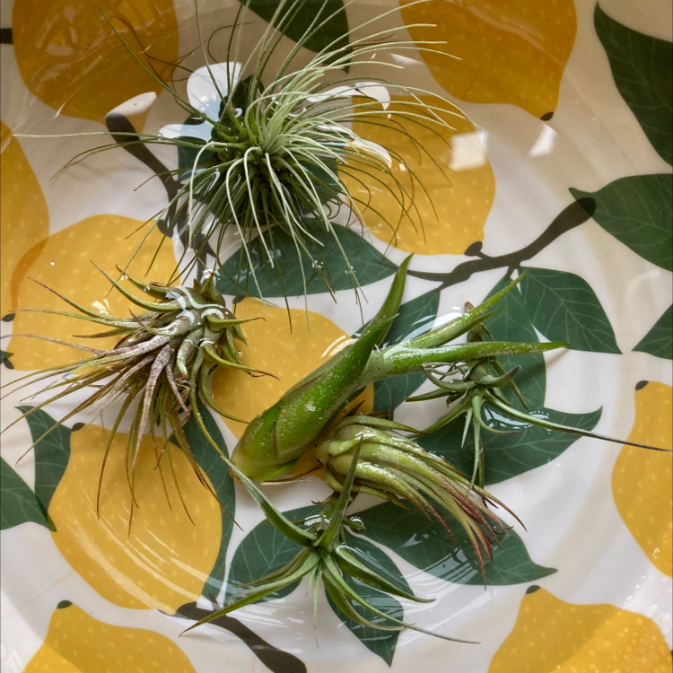 Blushing Bride Air Plant plant photo by @Uniqueplantlove named Haven on Greg, the plant care app.