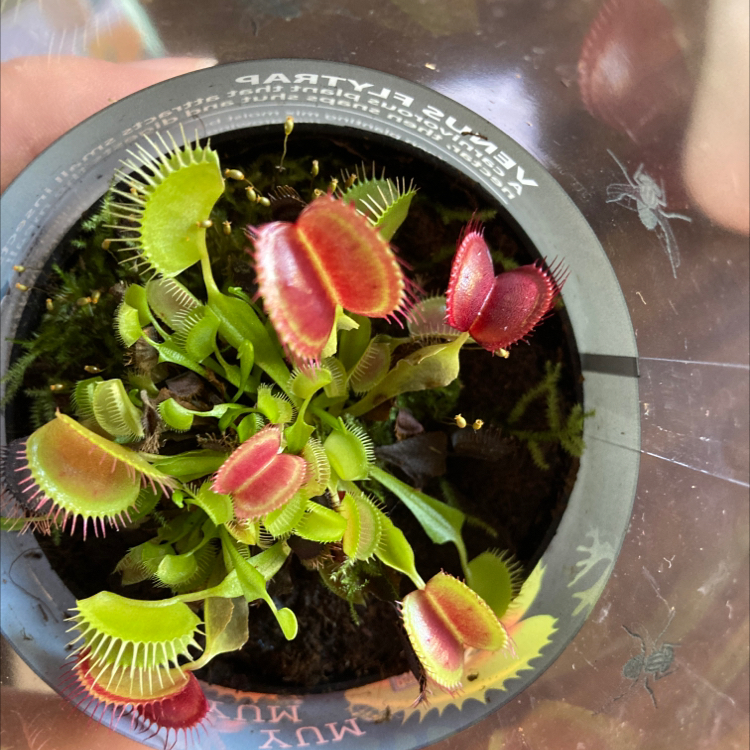 Red Piranha plant photo by @Uniqueplantlove named Toothless on Greg, the plant care app.