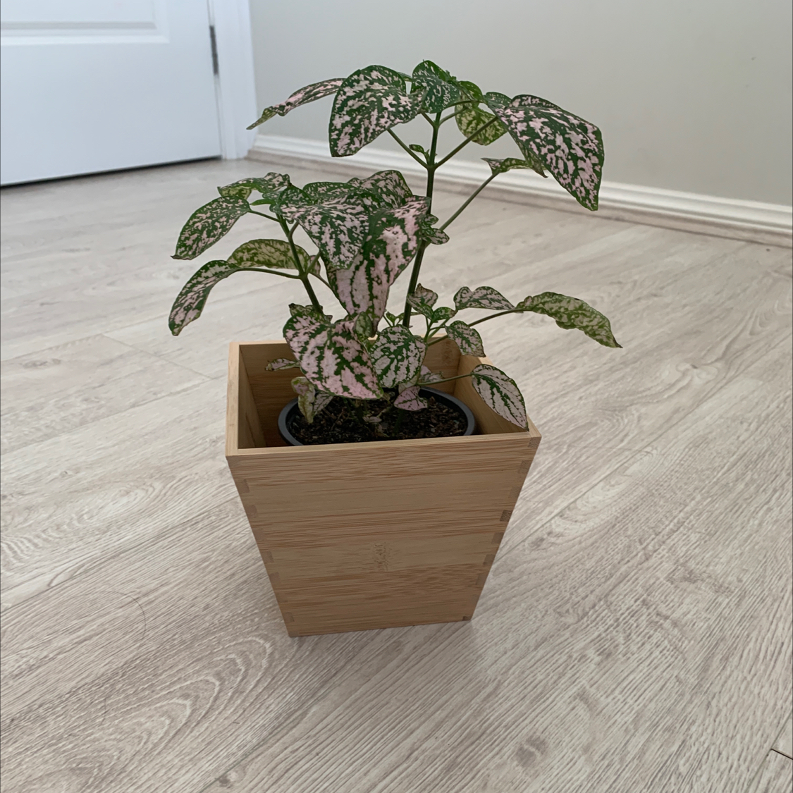 Polka Dot Plant plant photo by @bickyyamyam named Penelope on Greg, the plant care app.