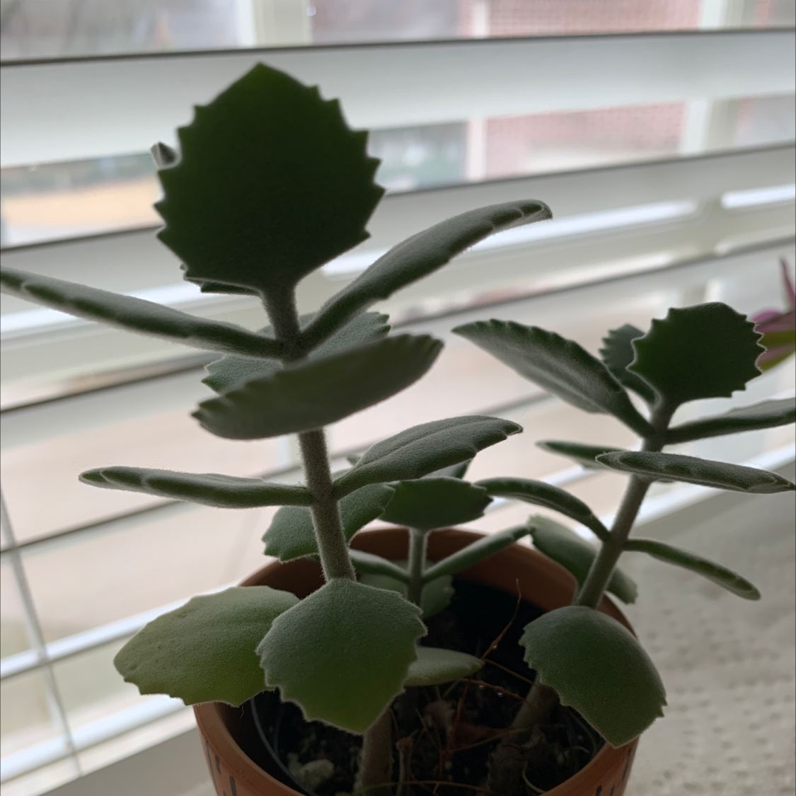 Millot Kalanchoe plant in a pot with green, healthy leaves.