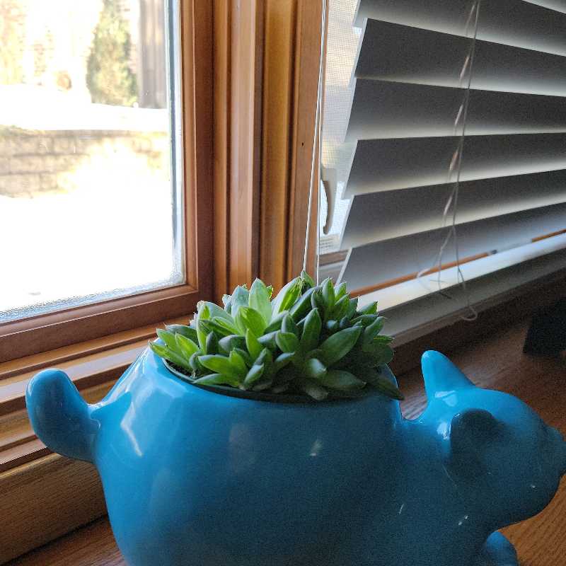 Cathedral Window Haworthia in a blue cat-shaped pot on a windowsill.