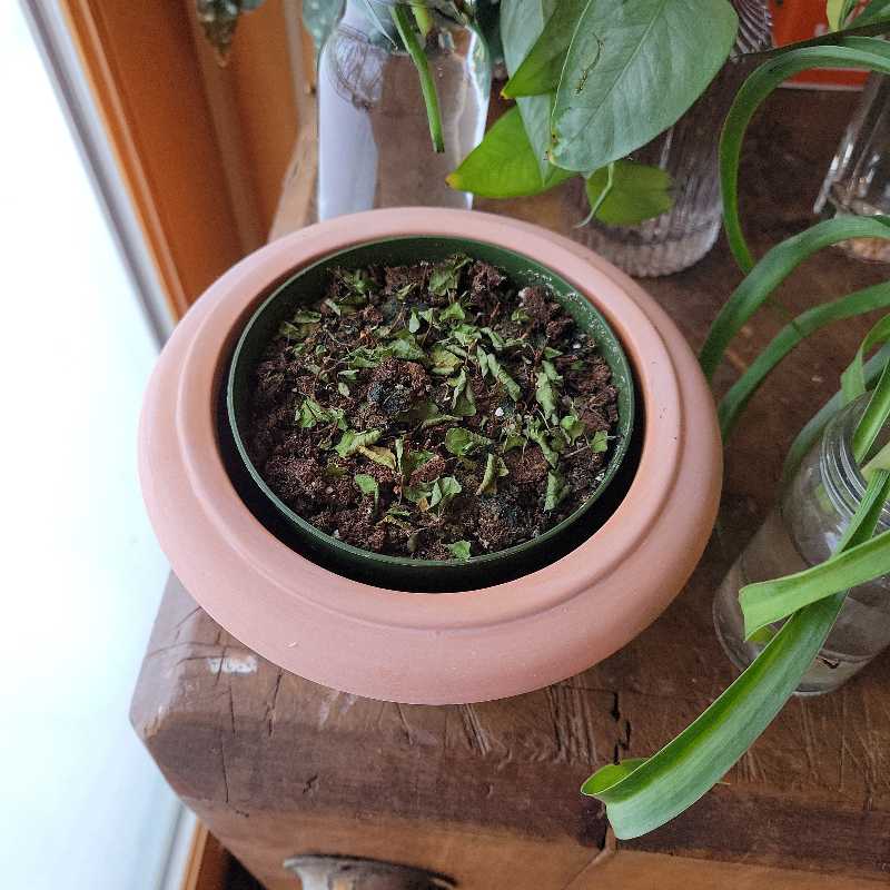 Potted Maidenhair Vine with some browning leaves and visible soil.