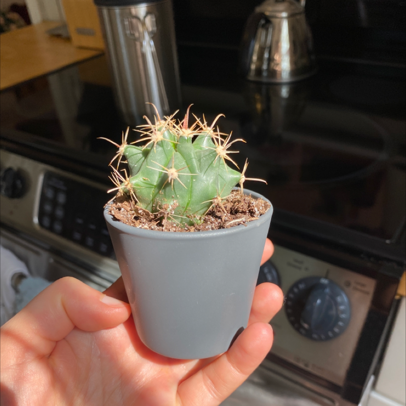 Photo of the plant species Texas Hedgehog by Christine named St. Helens on Greg, the plant care app