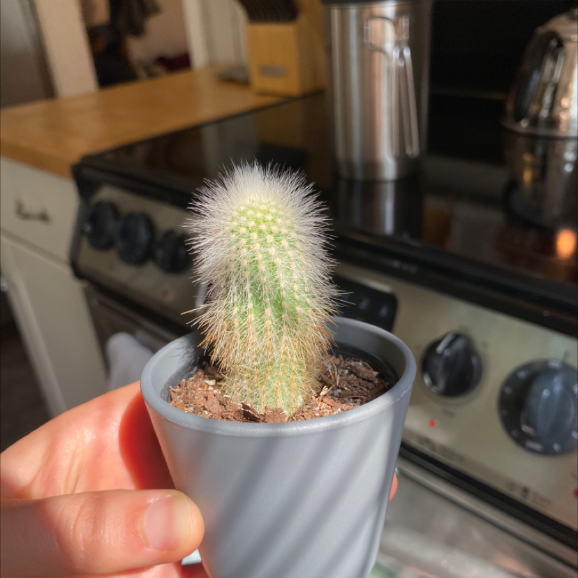 Comb Hedgehog Cactus in a gray pot held by hands, placed on a kitchen stove.