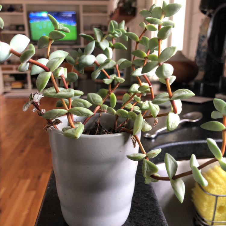 String of Buttons plant photo by @UnfeignedBanana named Fred on Greg, the plant care app.