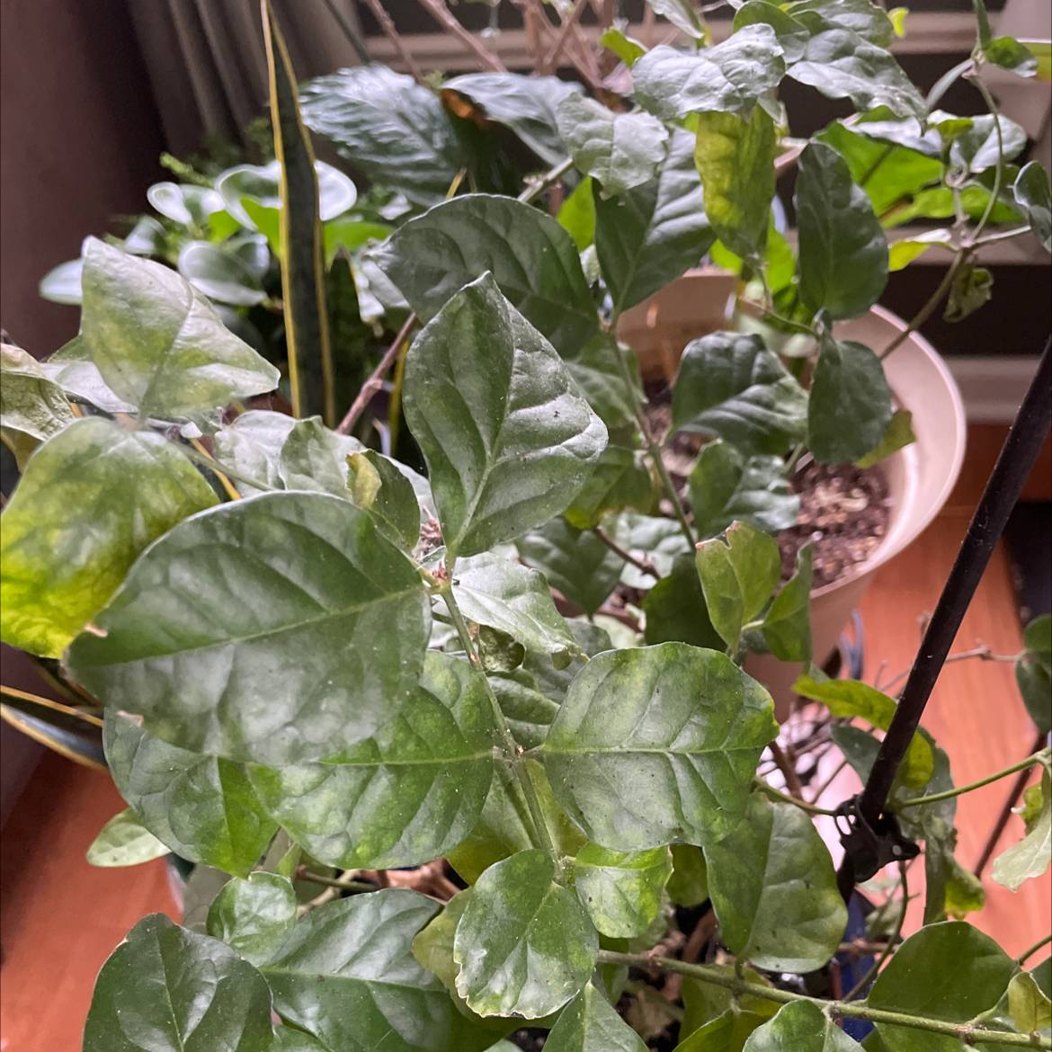 A healthy Arabian Jasmine plant with glossy dark green leaves, held by a human hand to showcase the lush foliage.