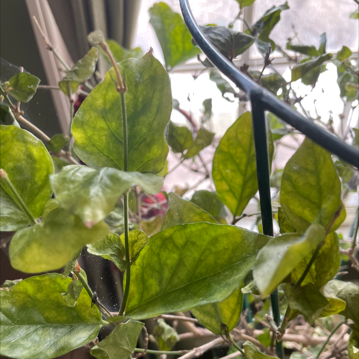 Close-up of Arabian jasmine leaves, some yellowing, with a hand pointing out the discoloration. Background contains other plants.